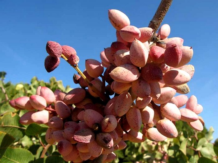 Fruto de pistacho. Variedad Kerman (5)